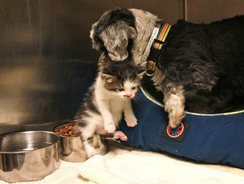 Dog Finds A Tiny Kitten, Risks Everything To Save Her1