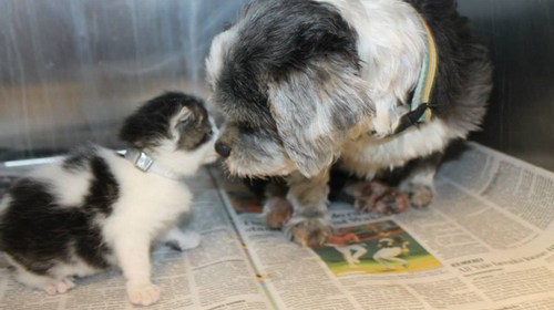 Dog Finds A Tiny Kitten, Risks Everything To Save Her1