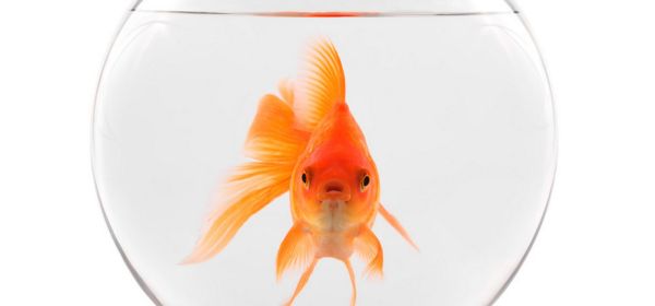 Goldfish in a bowl