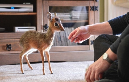 Orphaned Fawn is Hand Raised
