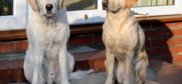 Best buddies: The Waspes say the two dogs have got on fine since they came together, with Opal taking Edward to all his old haunts