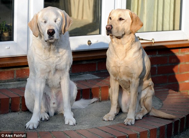 Best buddies: The Waspes say the two dogs have got on fine since they came together, with Opal taking Edward to all his old haunts