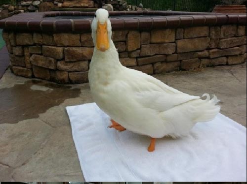 This Flipper is Made for Walking