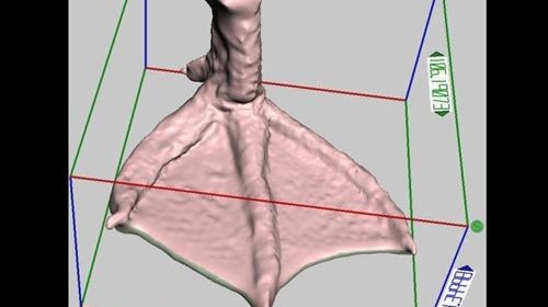 This Flipper is Made for Walking