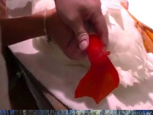 This Flipper is Made for Walking