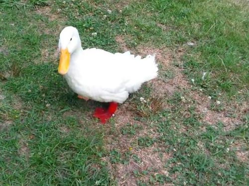 This Flipper is Made for Walking