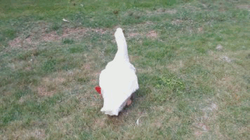 This Flipper is Made for Walking