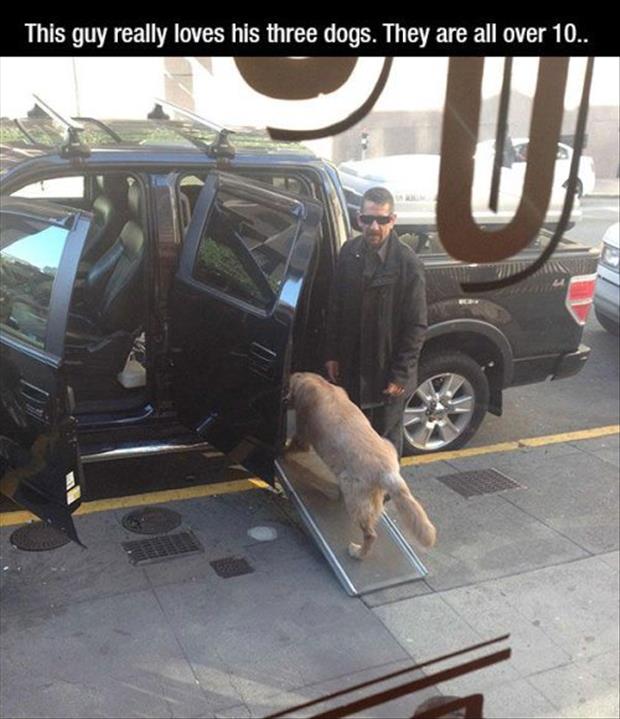 man loves his three old dogs