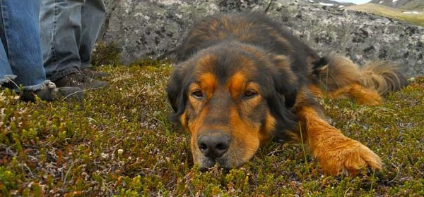 This 16 Year Old Dog Saved His Owner