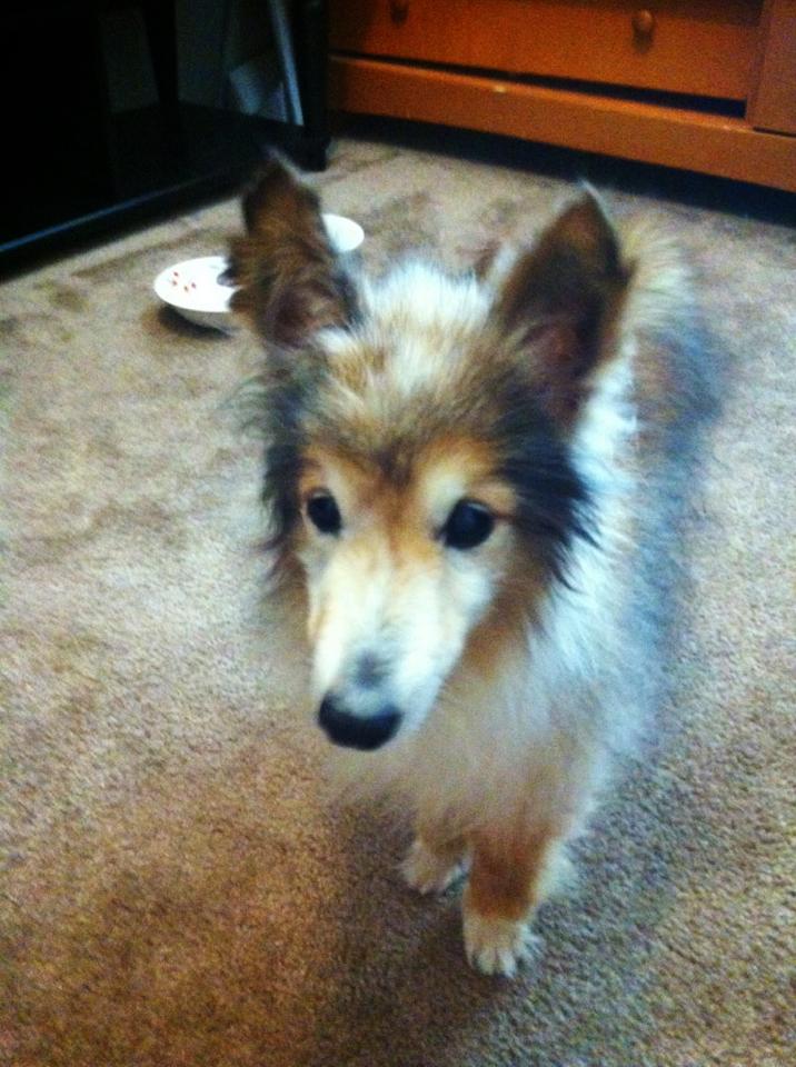 A Puppy In Need Walked Up To A Man At Work. What Followed Shattered My Heart.