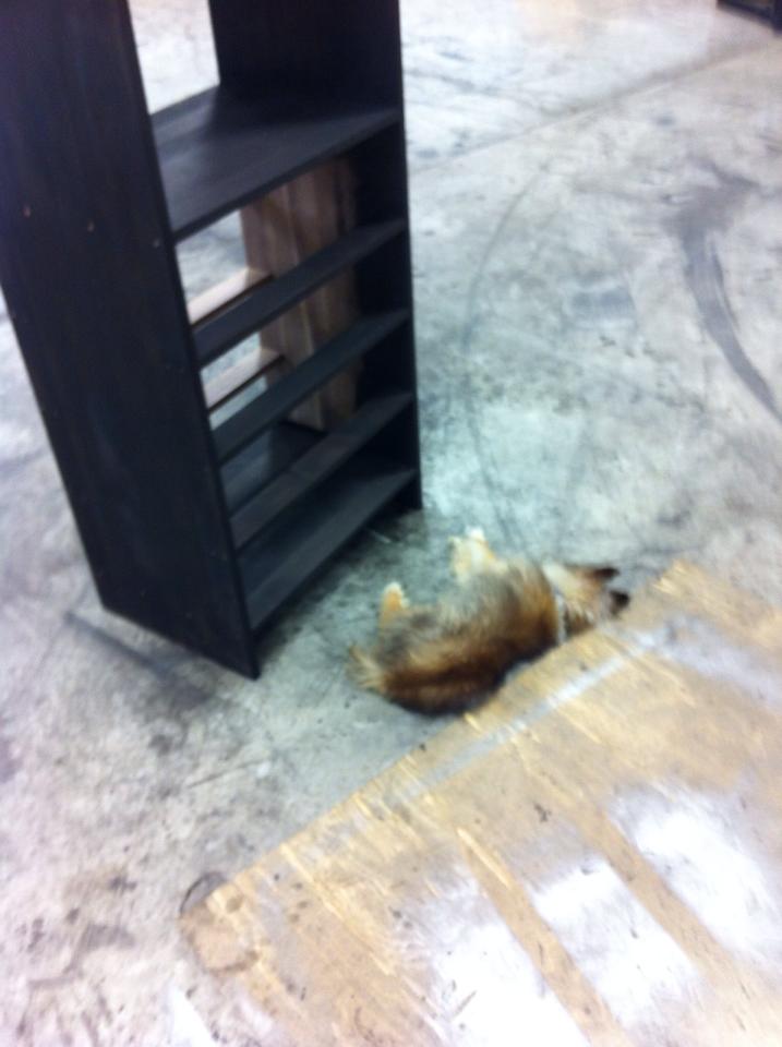 A Puppy In Need Walked Up To A Man At Work. What Followed Shattered My Heart.