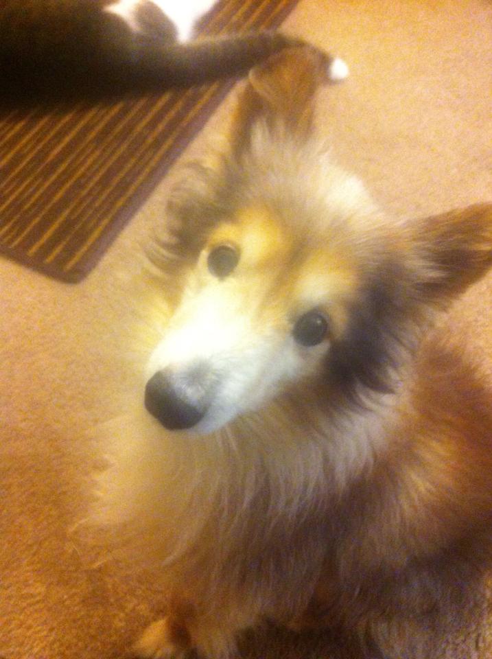 A Puppy In Need Walked Up To A Man At Work. What Followed Shattered My Heart.