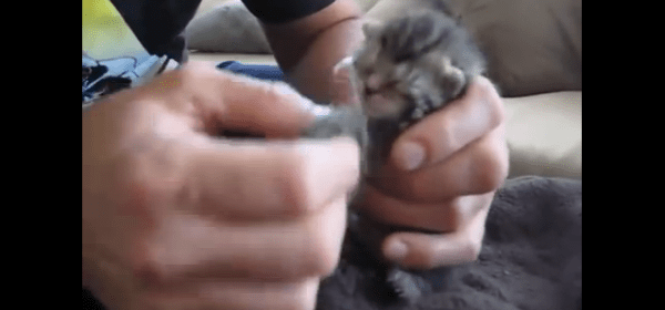 Miracle Kitten Rescue: 5 day old kitty found in trash