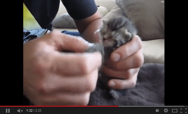 Miracle Kitten Rescue: 5 day old kitty found in trash