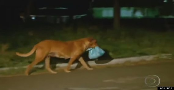 Lilica: the junkyard mutt 