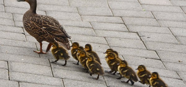Baby-ducks-following-mother