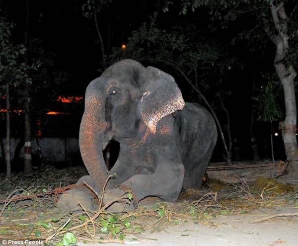 Raju the elephant