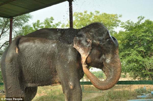 Raju the elephant