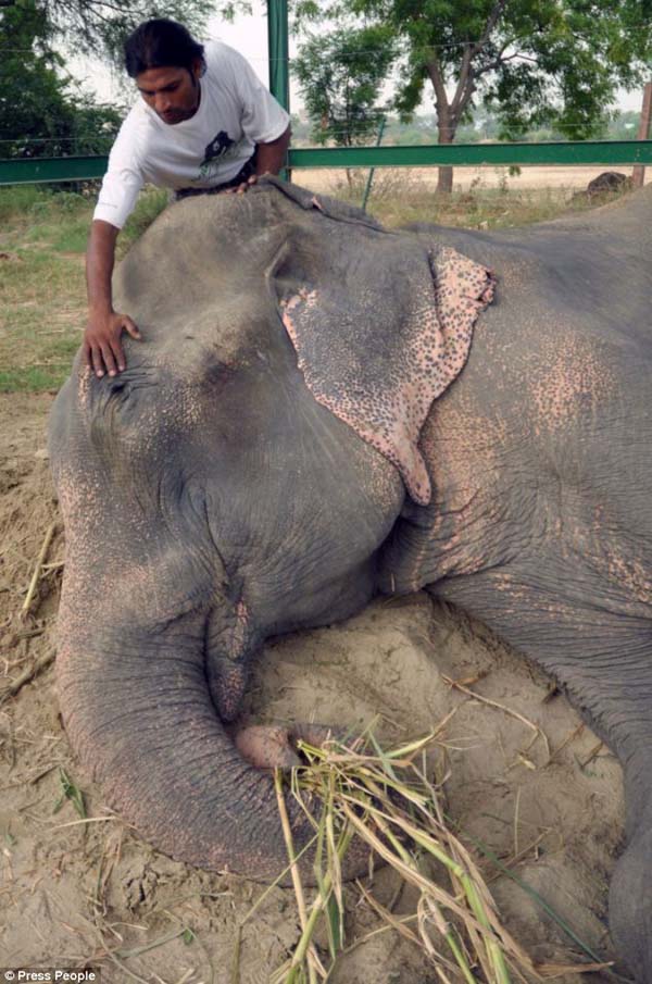 Raju the elephant