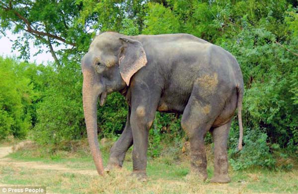 Raju the elephant