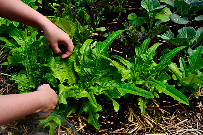 Italienischer_lettuce_harvest