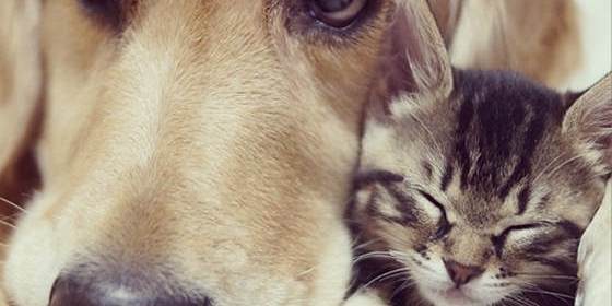 This Kitten’s Mom Rejected Her. What Happened After She met This Golden Retriever Stole My Heart.