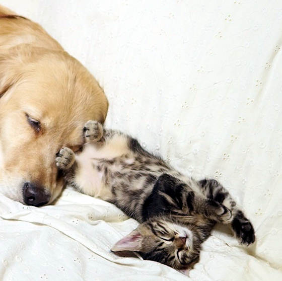 This Kitten’s Mom Rejected Her. What Happened After She met This Golden Retriever Stole My Heart.
