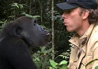 Gorilla Reunites With The Man Who Raised Him
