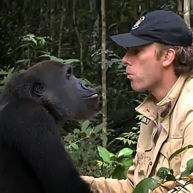 Gorilla Reunites With The Man Who Raised Him