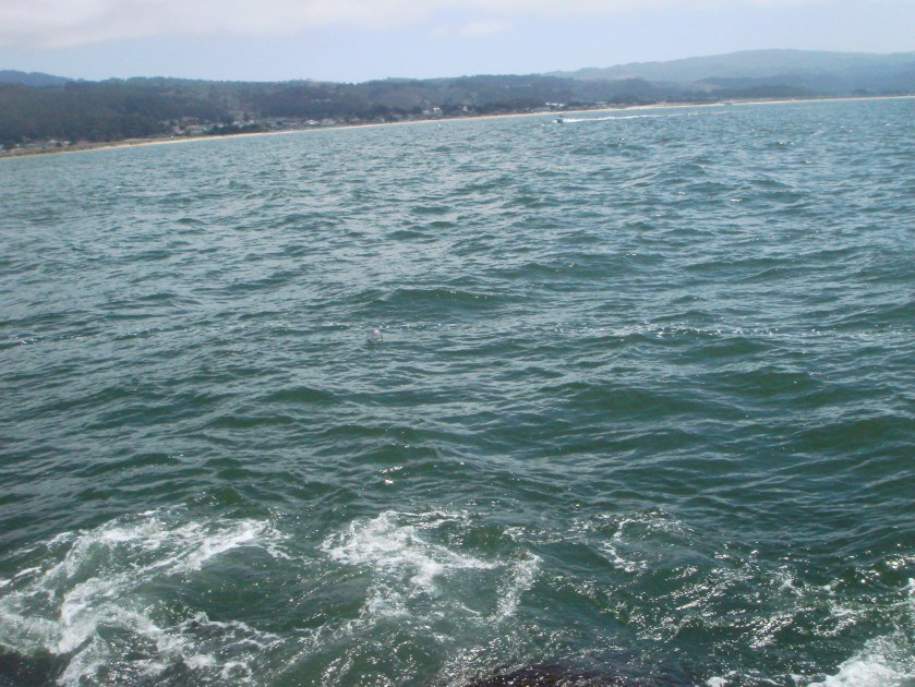 So My Friend Found a Message in a Bottle While Fishing