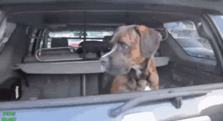 My favourite human in the whole wide world is home