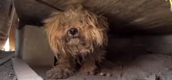 woody When the dog's owner died, he was left behind. Watch what happens next!