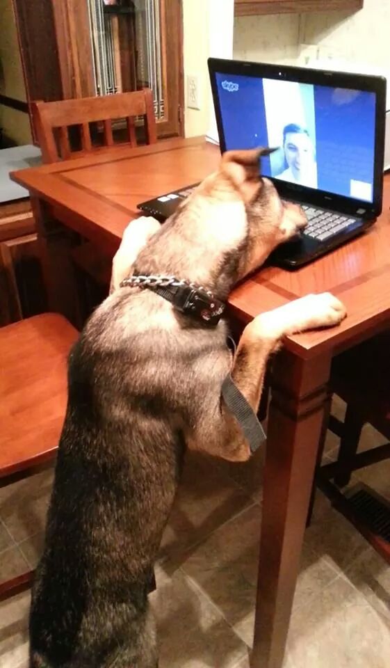 Skyping the Pooch