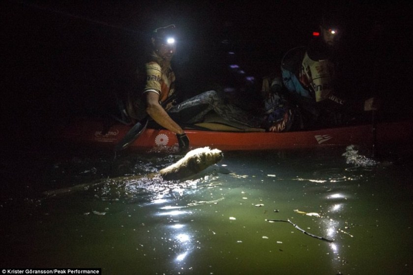 Arthur the Stray Dog