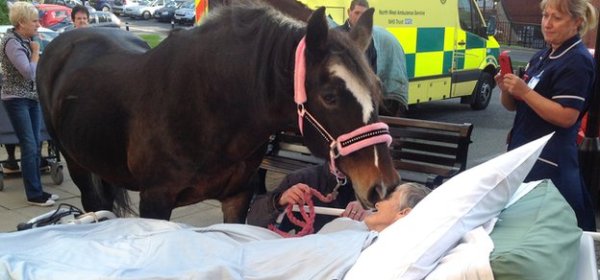 Woman dies after farewell to horse
