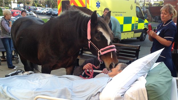 Woman dies after farewell to horse