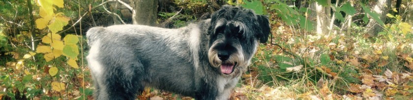 cropped-buster-in-fall