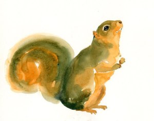 squirrel