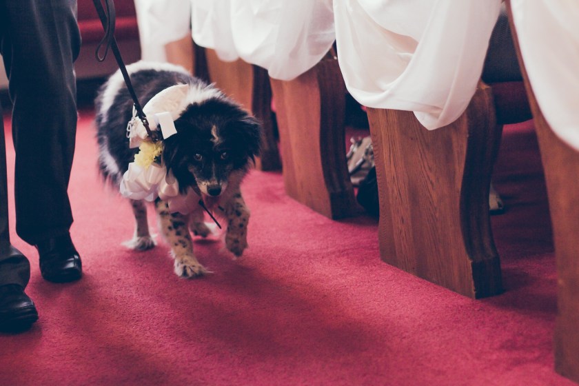 dog at a wedding