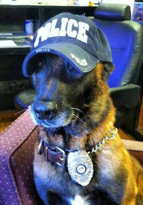 solo k9 police dog