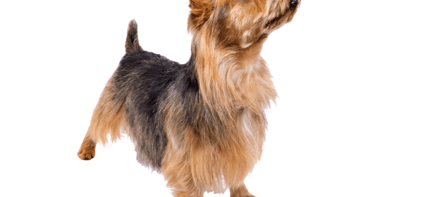Australian Terrier