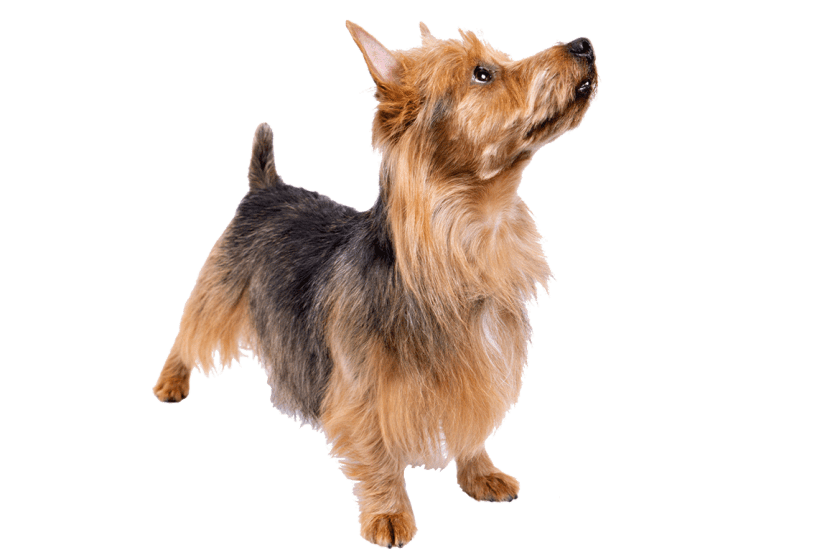 Australian Terrier