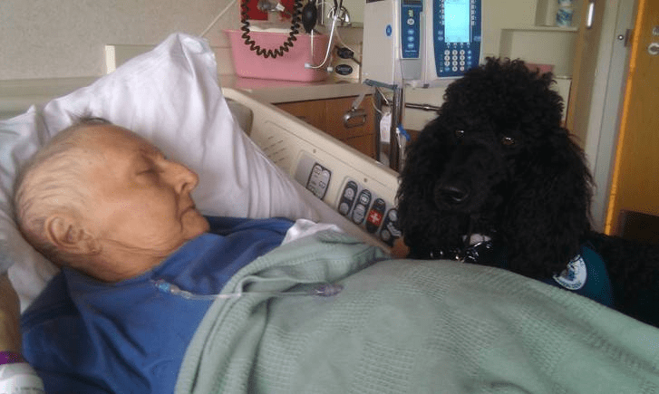 Surprising turns in a caring canine relationship - by Dietrich Gruen, Hospice Chaplain 