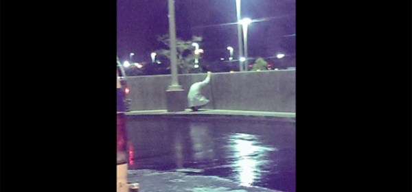 Heart-Wrenching Photo of Doctor Crying