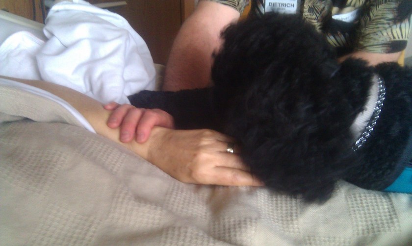 Surprising turns in a caring canine relationship - by Dietrich Gruen, Hospice Chaplain