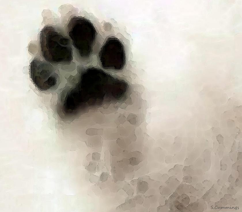 dog's paw