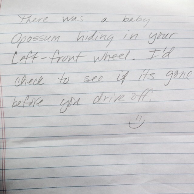 Watch Out! There's a Baby Opposum About!