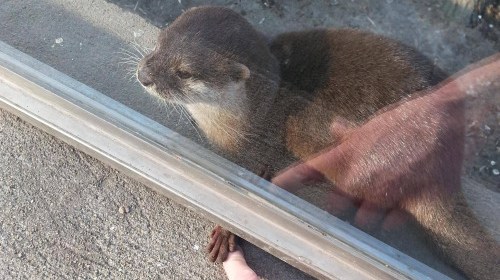 holding hands with an otter