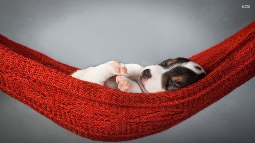 sleeping-puppy-in-a-hammock-33688-1920x1080