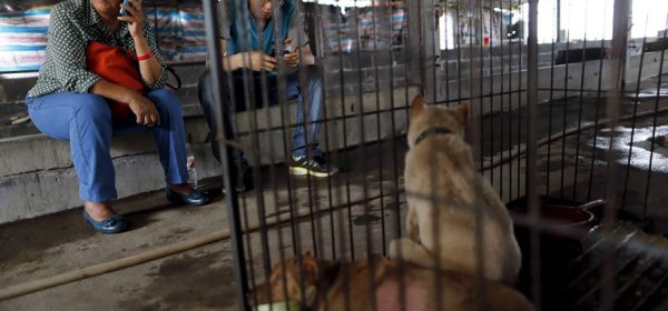 Yang Xiaoyun, rescues dogs in china